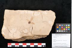Foto (Objekt + Etikett) von Carpinus sp. (NHMW-GEO-2024-0188-11458)
